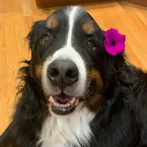 Meet your Posher, Eleni